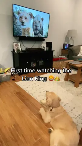 She is NOT a fan of Scar #smartdog #LionKing #goldensoftiktok