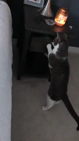 Caught him red handed! #fy #fyp #foryourpage #foryoupage #fypシ #cat #thief #cats #tiktokcats #catsoftiktok #silly #funny #treats