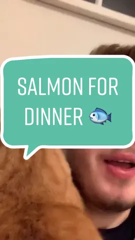 Coot loves salmon. #cootloop #cat #cats #catsoftiktok #funny #viral #cute #cuteanimals