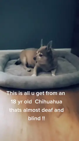 This is my 18 yr old  Chihuahua Hodgyman!! he is so sweet and amazing!! ❤