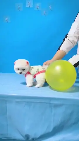 @yygoldenretriever it turned out that this balloon came this way 🤣#cute #puppy #pets