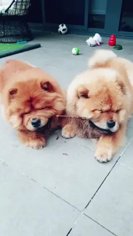 Lady and the Tramp - Chow Chow edition