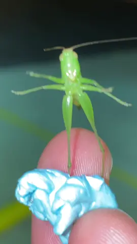 I found a katydid in gum 🦗 i let her out