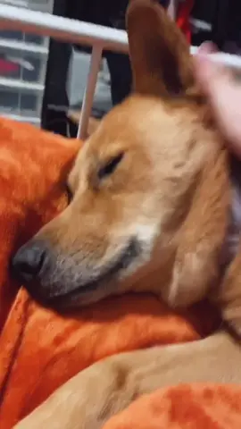 she loves me i swear #shibainu #MorningCheer #ThatsHot #fyp #YouHaveTo