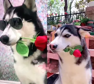 #duet with @petangellove which type do u like 😉😉tell me🌹#husky #dog #pet #charming #fyp