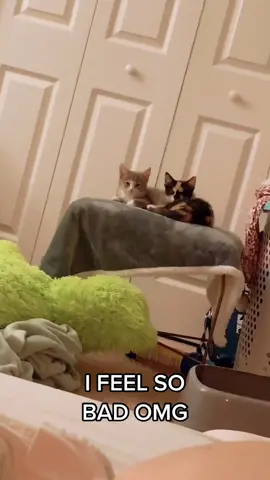 Stolen from @emma.morann I feel bad #fyp #foryou #MorningCheer #ThatsHot #YouHaveTo #DinnerWithMe #kitten #kittens #catsoftiktok #kittensoftiktok