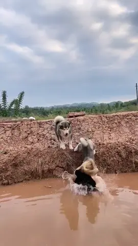 Bad dog😂😂😂#🐶 #dog #atokit #funny