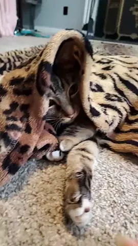 every morning we play like this #animals #cat #catlover #fiesty #pet #pets #playtime