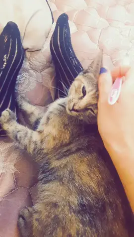 I got her at ab 1-2 weeks old so she never really knew what being groomed was like. Thought Id try it anyway. #cat #toothbrush #toothbrushcat #kitten