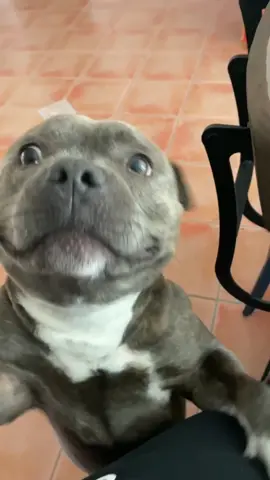 Dude I’m just trying to eat my pasta #fyp #foryoupage #MakeupRoutine #staffordshirebullterrier