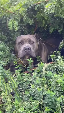 Chilling with BROOKLYN 🦍 🌲 #bullybreed #bullyontiktok #bullyxl #extremedogs #bigdogs #biggirl