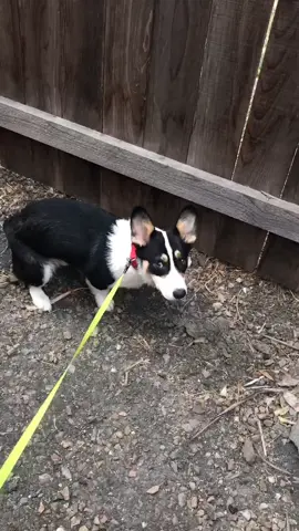 Pee pee poo poo in the morning😂🐾🐶 #ShowYourAge #MorningCheer #foryoupage #corgi #dogsoftiktok #puppy #fyp #PetsOfTikTok #MorningCheer