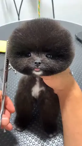 cute dogs#foryoupage #pets #dog #cute