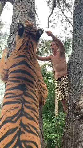 Tigers get Really Big, Really Fast! 🐯 #myrtlebeachsafari