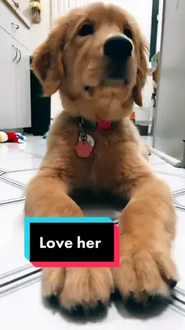 Just try it . #puppytiktokweek#goldenretrieverpuppy#fyp#puppyoftikto