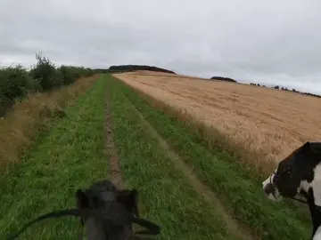 Taking wee turbo Toby a good run up the gallop stretch this morning! 🥰 #cob #galloping #gopro #equestrian