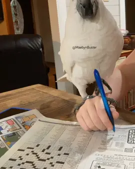 Buster the pen theif. #theif #crossword #parrotsoftiktok #PetsOfTikTok