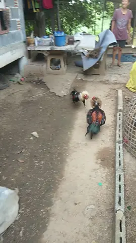 เด็กๆๆตีกันคัฟๆ ฝากติดตามไก่ชนสายบ้านด้วยคัฟๆ