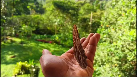 libres en Jesús