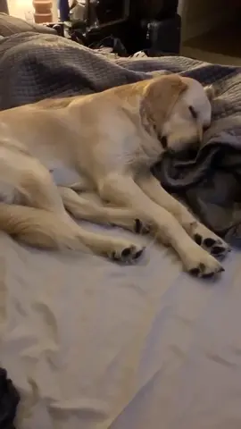 Tag a friend who ALWAYS falls asleep watching a movie 🤣❤️ #dogsoftiktok #fyp #PetsOfTikTok #bolt #disney