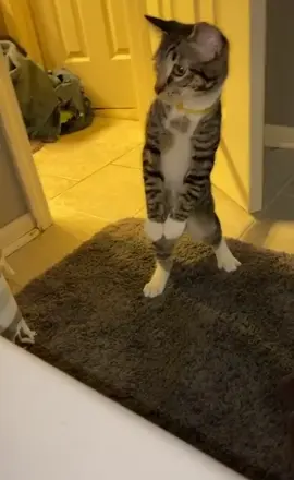 CAPTION THIS (via Victoria K) #standing #highalert #nervous #afraid #attention #cat #pet #animals #captionthis