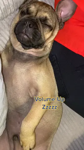 Just having a snooze. #fyp #foryoupage ##puppy #maverick #💙🐶💙 #snoring