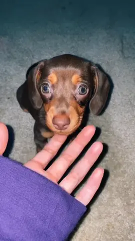 sweet baby🥰🥰 #puppy  #winniedog