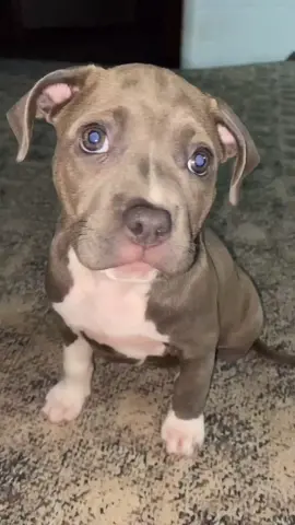 Do you? 🥺🐾 #foryou #fyp #dogsoftiktok #puppy #pitbull #americanbully