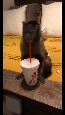 Hey everyone!!! We love you #gaitlynrae #fyp #foryourpage #gaitlyn #fypシ #chickfila #water #monkeylove #dontbantiktok