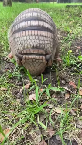Dillo on the go! #SometimesIRun #armadillo #fortworthzoo #fortworth #zoolife #cuteanimal #texas