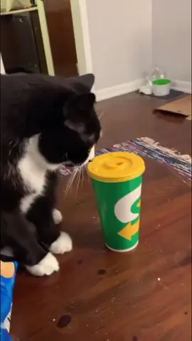 When you have no idea how but you still score 🐈🧴😂 IG: andr3wjd #cat #catsoftiktok #viral #funny #bottleflip #challenge #pet #433 #foryou