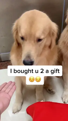 They'll be happy ☺️☺️#petlover #goldenretriever #dogsoftiktok #dog #fyp