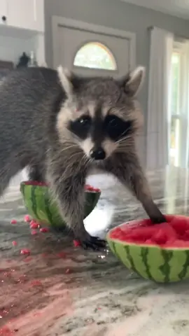Piper’s last watermelon before spooky season 🍉👻 #PlantsOfTikTok #HeyAngel #raccoon #PetsOfTikTok #animalfriends #raccoonsoftiktok #raccoonsoftiktok