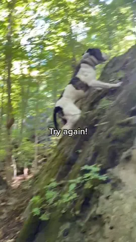 Never give up 💪🏻 #climbing #confidencebuilding #dog #happydog #strongdog #dogsoftiktok #inspiration