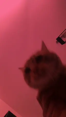 Ravin’ cat 🎧🎼 #cat #dance #rave #catrave #tekno #techno #foryou #pourtoi