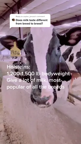 Reply to @caylee_januss Holstein vs Jersey explained #holstein #jersey #dairy #iowa