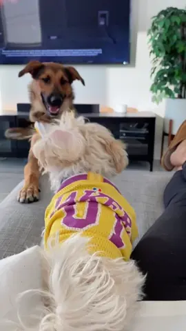the underdog! Who’s your fav team? #fyp #foryou #maltipoo #maltipoosoftiktok #maltese #toypoodle #puppy #puppies #dog #lakers #WorldPeace #cute
