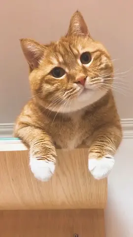 #headtilt #pet #cat #fyp #pets