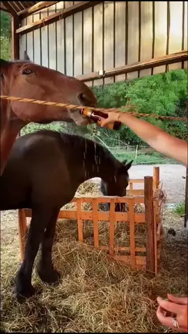 Would your horses also drink malt beer ?😂😌 #bier #drink #friendship #friesian #friese #viral #equestrian #foryoupage #fyp #horse #favorite #fun #