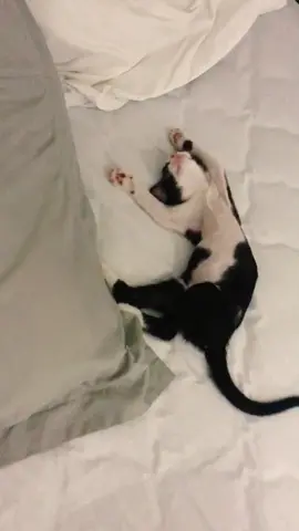 Acostado en media cama #catsoftiktok #gatitos #fyp #parati #ron #sleepcatchallenge #gatostiktok #gato #catlover #