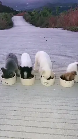 Who eats the fastest?#puppydog #puppycat #puppylife #puppytiktok #HelloFall #dogloverforever
