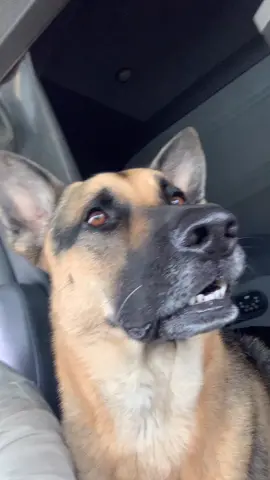 #foryou #foryoupage #oilfeild #trucker #germanshepherd #servicedoglife #workingman #chasingpaper #oilfeild  another day another dollar, oilfield life