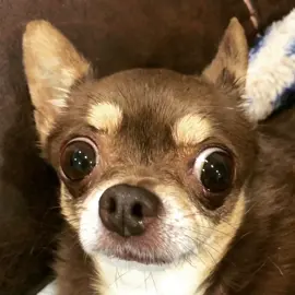 she scare you #fyp #foryou #foryourpage #tinathechi #tinahassomethingonhernose