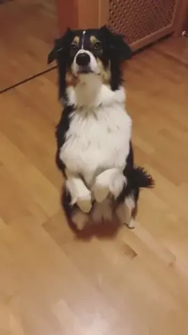 Trick fun ❤️🤟🏼 #foryoupage #fyp #australianshepherd #foryou #dogsoftiktok #dogsvideo #dogs #aussie #aussiedoingthings