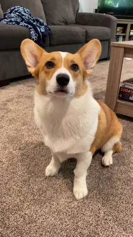 Thank you for listening #corgi #WeAreTikTok #corgisoftiktok #minniethecorgo