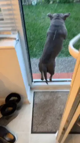 Ever seen a dog obsessed with anything that falls from the sky?!                           #O2BublDance #fyp #staffy #staffordshirebullterrier