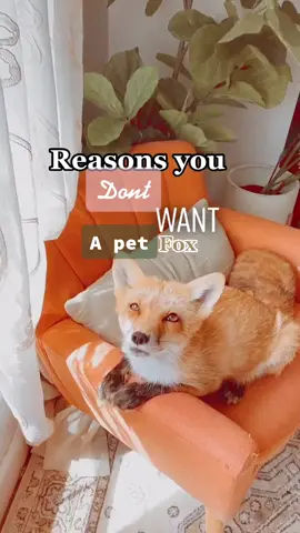 Just a reminder that wild animals will always be ✨wild animals✨ #thehappiestfox #fyp #fypシ #fox #animals #rescue #foryoupage