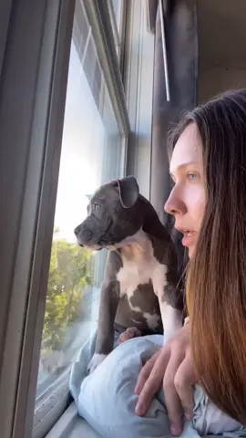 What about cars too? 😅 #HelloFall #foryou #fyp #dogsoftiktok #puppy #pitbull