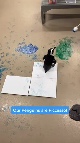 Penguin painting enrichment! 🐧🎨 #ForYouPage #Penguin #FloridaAquarium