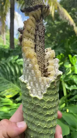 Harvesting Monstera Deliciosa fruit today 💚🌿 #miamifruit #monstera #monsteradeliciosa #satisfying #rarefruit #exoticfruit #tropicalfruit